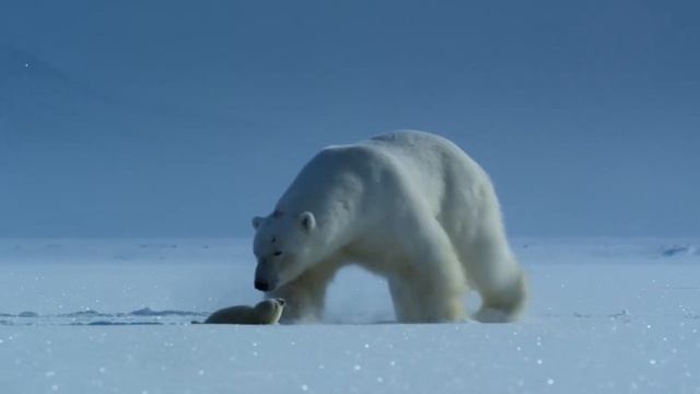 Белый медведь, он же полярный или северный медведь | Энциклопедия для детей и взрослых Мир животных смотреть онлайн