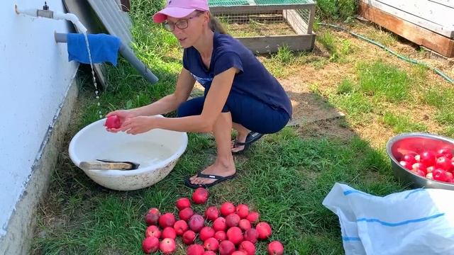 #440 Дела деревенские, осваиваем новый ручной инструмент. смотреть онлайн