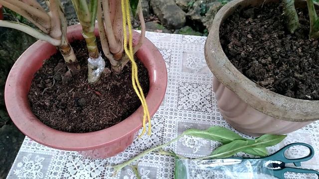 How To GRAFT AGLAONEMA With 100% SUCCESS / Step By Step Guide / Houseplants Philippines смотреть онлайн