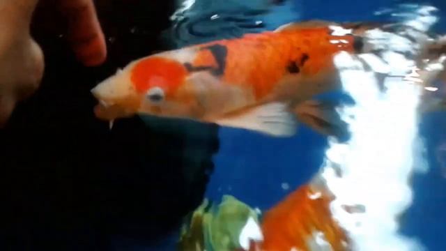 Золотые рыбки музея воды смотреть онлайн