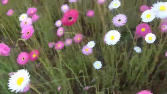 Belle fleures en papier смотреть онлайн