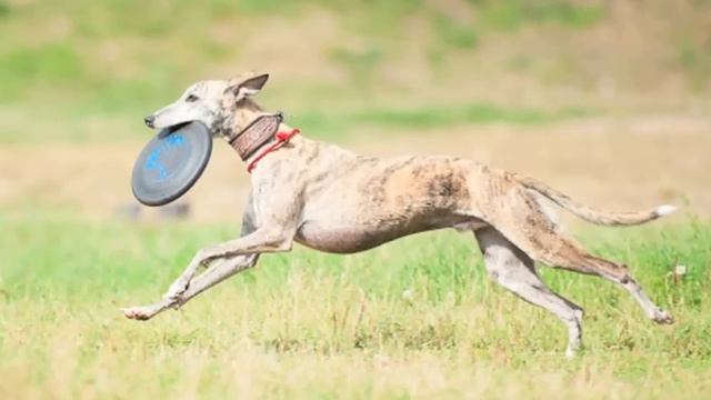СОБАКИ ПОРОДЫ УИППЕТ / WHIPPET смотреть онлайн