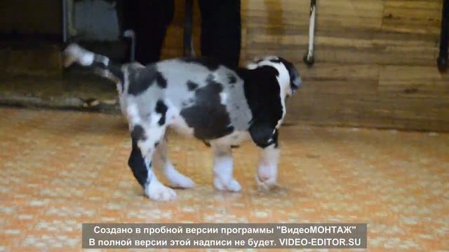 Тру Лав (1 месяц и 1 неделька) смотреть онлайн