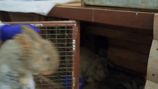 Ассоциированная прививка для кроликов