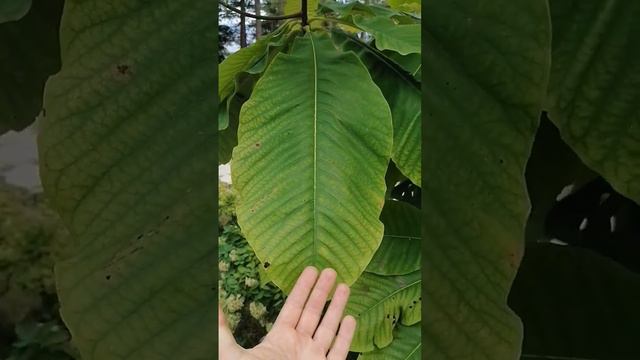 Магнолия Трехлепестная смотреть онлайн