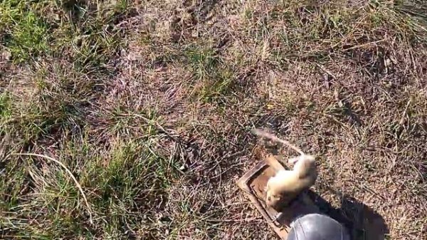 Мышь в капкане. Mouse trap