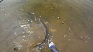 Охота с Рогаткой Трофейный Сазан SLINGSHOT FISHING