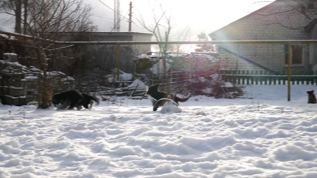 Щенки 23 01 2020 смотреть онлайн