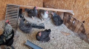 Лук для кур несушек. Зачем курам лук и сколько давать лука курам. Нормы зерносмеси в день на курицу