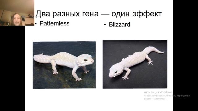 Генетика эублефаров 1 трансляция смотреть онлайн