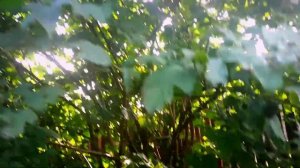 СЛИВА *СТЭНЛИ* - крупная, вкусная, сочная!