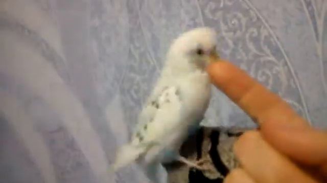 Про гошу смотреть онлайн