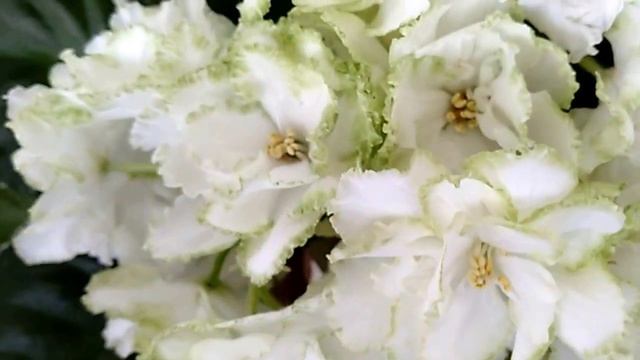 ЛЕ-Абигайль. Белая фиалка. Санкт-Петербург. My beautiful African Violet. смотреть онлайн