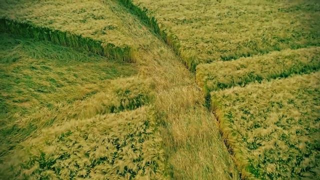 Круги на полях. Июнь 2018. Англия, место Devils Den Wiltshire смотреть онлайн