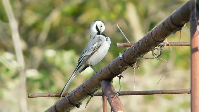 Белая трясогузка.Трясогузный марафет смотреть онлайн