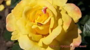 Роза парковая Чайнатаун (rose chinatown) ? роза Чайнатаун обзор: как сажать саженцы розы Чайнатаун