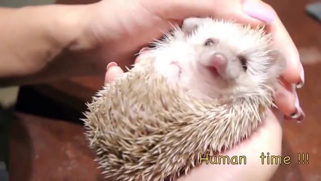 Собака и еж - лучшие друзья. Позитивное, смешное видео! смотреть онлайн