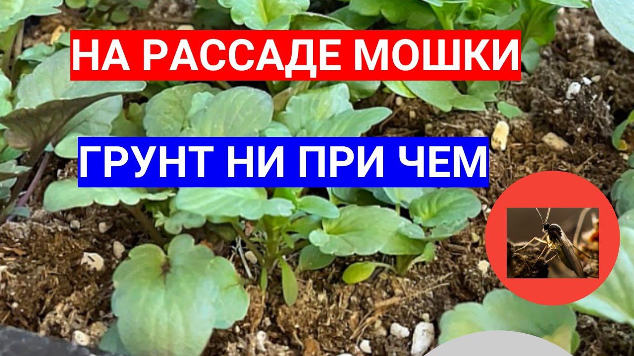 ПОЯВИЛИСЬ МОШКИ НА РАССАДЕ - ИЩЕМ ПРИЧИНЫ! КАК ИЗБАВИТЬСЯ ОТ КОМНАТНЫХ МОШЕК НАВСЕГДА смотреть онлайн