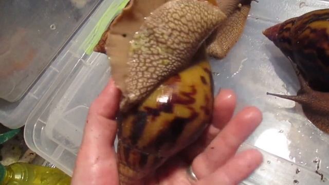 Ахатина ахатина тигр стандарт отличия в линиях и ф-ках продолжение первого видео смотреть онлайн