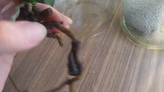 Парниковый эффект для роста орхидей!№2 Продолжение!Спустя месяц! смотреть онлайн