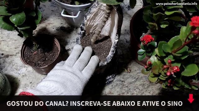 O Segredo Para Florir a Sua Kalanchoe (Flor da fortuna) смотреть онлайн