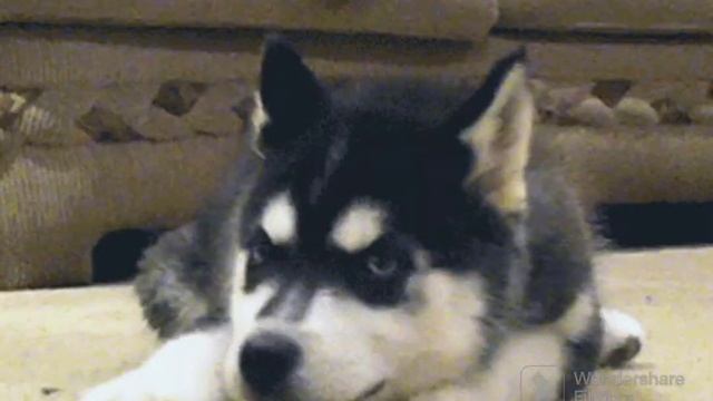 10 лучших подборок видео про животных со всего мира смотреть онлайн