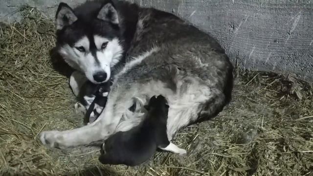 Щенки хаски: рождение, первые дни|ИЗБУШКА ХВОСТАТЫХ смотреть онлайн
