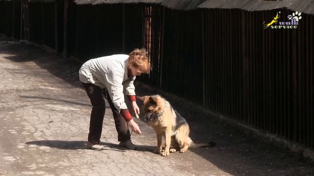 НЕМЕЦКАЯ ОВЧАРКА - мифы и реальность, ХАРАКТЕРИСТИКИ ПОРОДЫ, как выбрать щенка (часть 1) смотреть онлайн