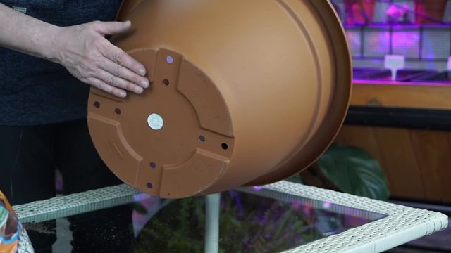 Как ПРАВИЛЬНО Посадить Канны ? ПРАВИЛЬНЫЙ Уход ? Цветоводство с Хитсад ТВ