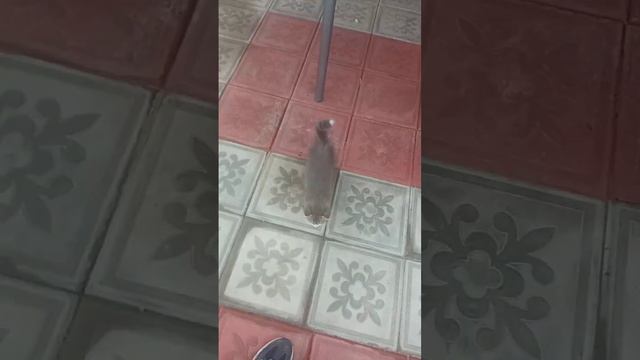 какой милашка по имени Грей смотреть онлайн