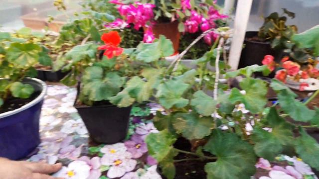 ГЕРАНЬ в ДЕКАБРЕ. былостало.