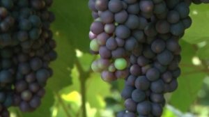 Как ухаживать за виноградом.