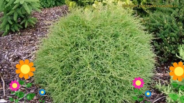 Туя западная Мр Боулинг Болл. Краткий обзор, описание thuja occidentalis Mr Bowling Ball смотреть онлайн