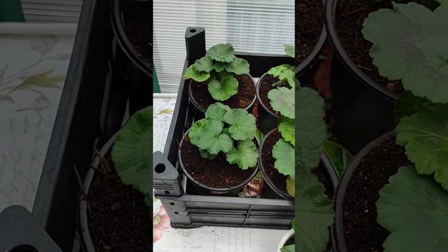 ПЕРВОЕ ЦВЕТЕНИЕ ФУКСИИ И ПЕЛАРГОНИИ#цветоводство#моймир#черенки#мойопыт#фуксия#пеларгония#релакс# смотреть онлайн