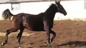 Фердинанд 2