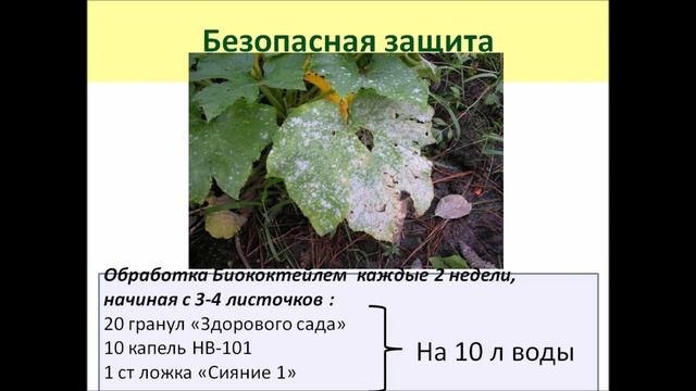 Выращивание огурцов. Ч8  Защита от болезней и вредителей