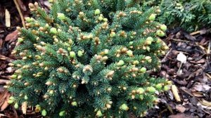 Ель сербская Карел в Ландшафтном Дизайне, а также Посадка и Уход