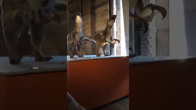 Dinosaurs! - national history museum, London смотреть онлайн