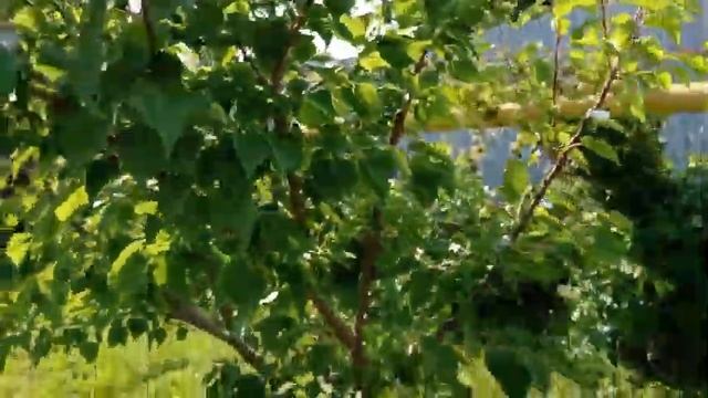 Подмосковье. Абрикосы, жара, Июнь и немного о персиках. смотреть онлайн