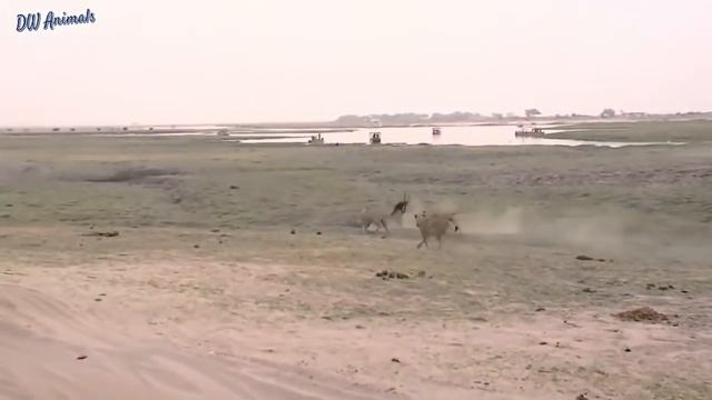 Oryx fights back with leopard,lion and wild dogs Snake vs frog, Python vs lion vs zebra смотреть онлайн