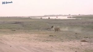 Oryx fights back with leopard,lion and wild dogs   Snake vs frog, Python vs lion vs zebra