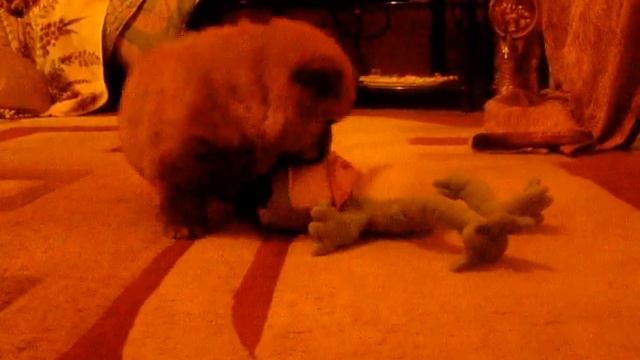 Чау-чау, 1 мес смотреть онлайн