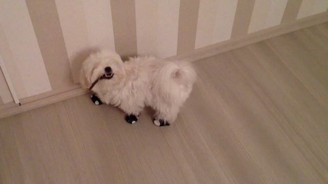 Мальтезе. Мальтийская болонка осваивает модельную походку