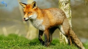 Карточки Домана Часть 2 Лесные звери