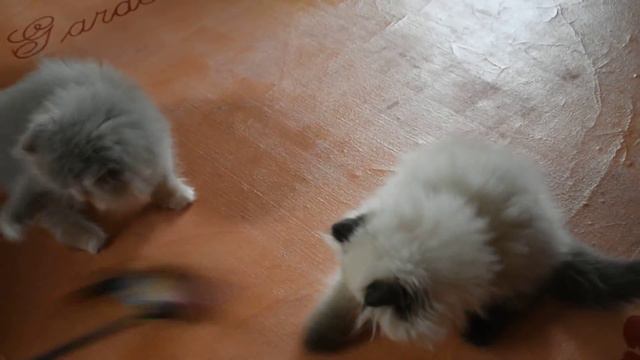 Part 3 Happy New Years from our Persian & Himalayan Kittens