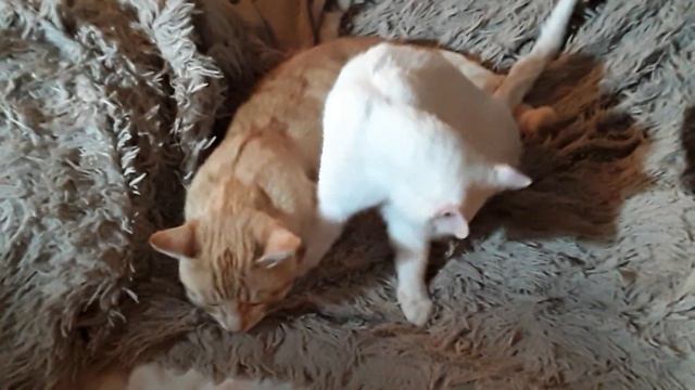 Что будут делать коты, если рядом нет кошки смотреть онлайн