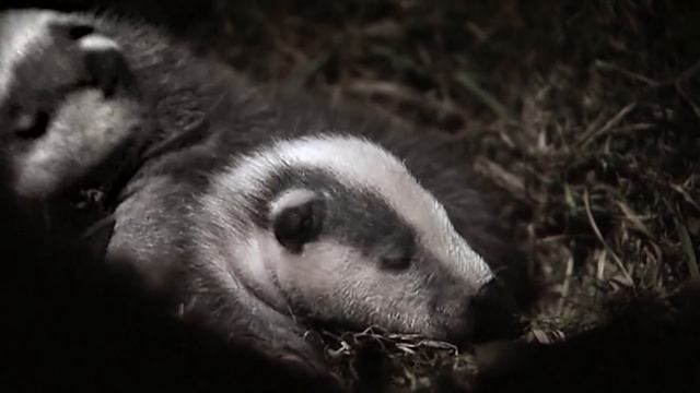 Voll Die Frechen Dachse | Reportage Für Kinder | Pia Und Die Wilden Tiere