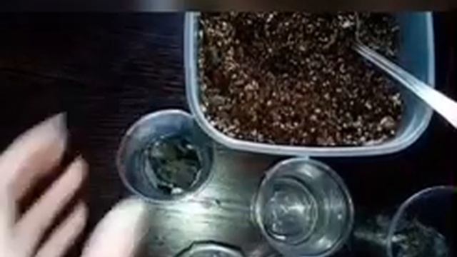 Всё о посеве адениума тучного. Adenium Obesum.