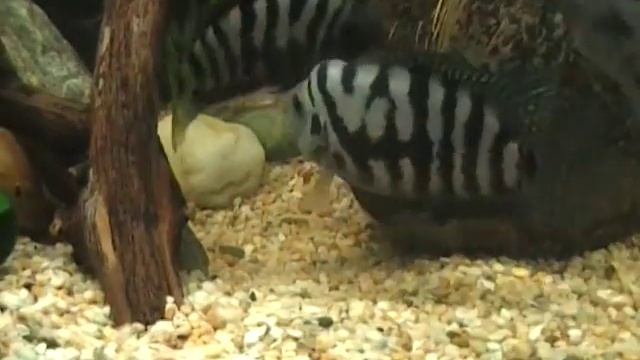Convict cichlid,Archocentrus nigrofasciatus,зебровидна цихлазома part 2 смотреть онлайн