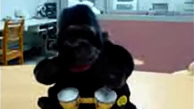 Gemmy - Bongo Gorilla (UNSEEN STOCK VIDEO) смотреть онлайн